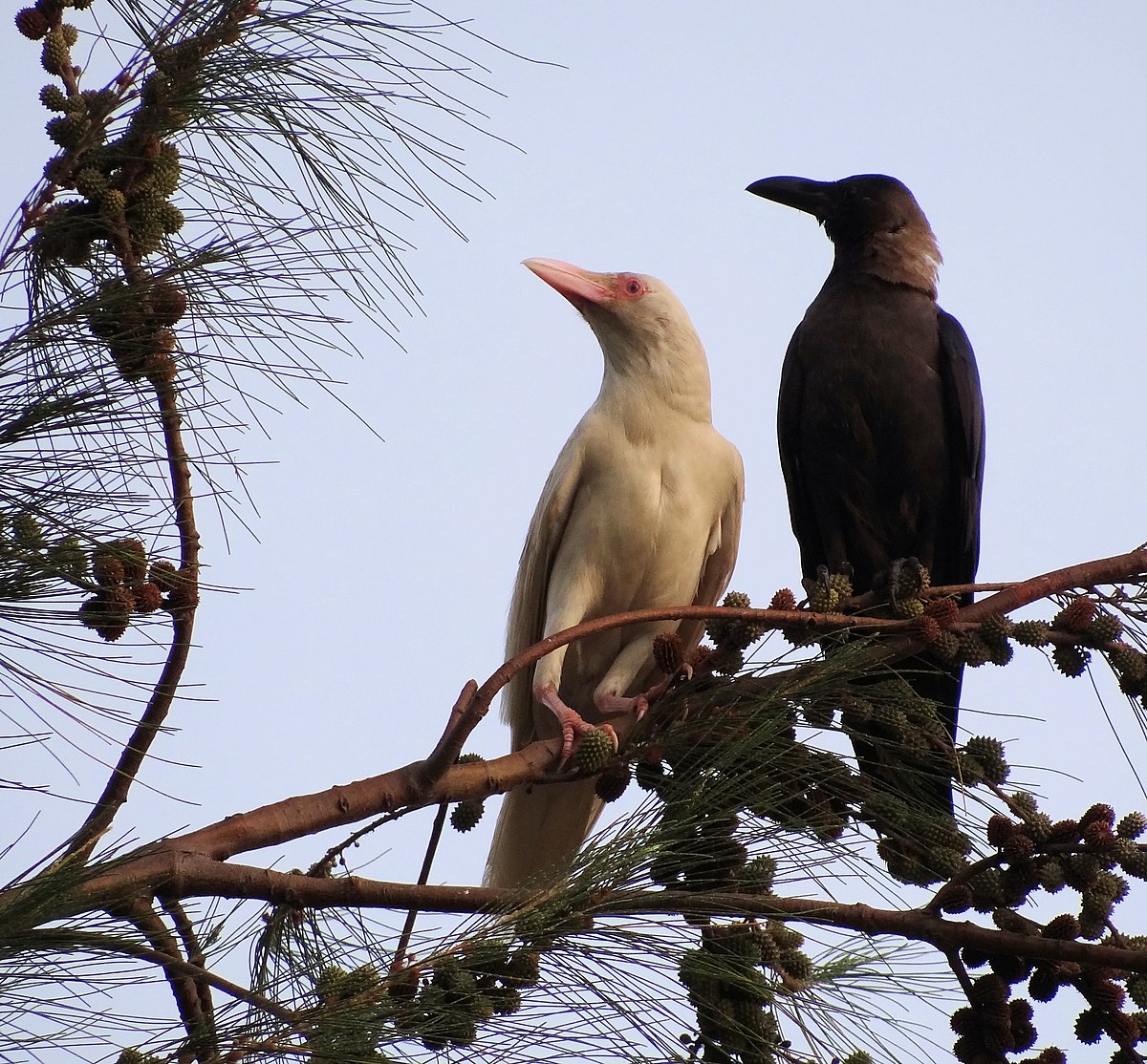 File:Albino crow and its mother.JPG - Wikimedia Commons