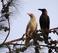 A young completely albino crow in Malacca, Malaysia Albino crow and its mother.JPG