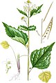 Løgkarse (Alliaria petiolata), et medlem af Korsblomst-ordenen (Brassicales).