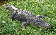 Aligator mississippiensis (1),. Jpg