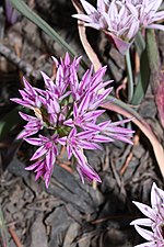 Miniatura para Allium crenulatum