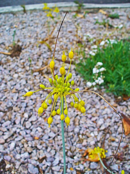 File:Allium flavum 002.JPG