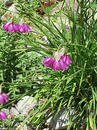 <i>Allium insubricum</i> Species of plant in the family Amaryllidaceae