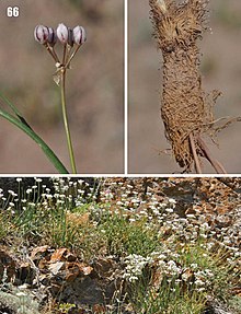 Allium oreoprasum.jpg