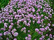 Allium schoenoprasum 001.JPG