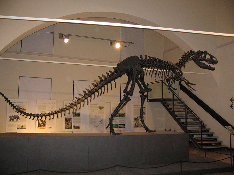 File:Allosaurus fragilis skeleton in Bergamo.jpg