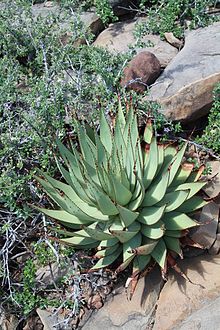 Aloe broomii in rocky semi-desert habitat Aloe broomii Karoo.jpg