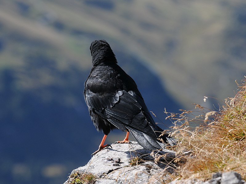 File:Alpendohle, Pyrrhocorax graculus 4.JPG