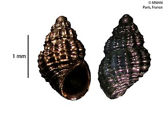 <i>Alvania datchaensis</i> species of mollusc