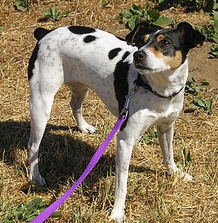 Rat Terrier Dog breed