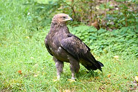 Acvilă țipătoare mică (Aquila pomarina)