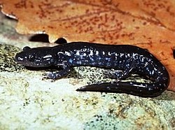 Ambystoma laterale