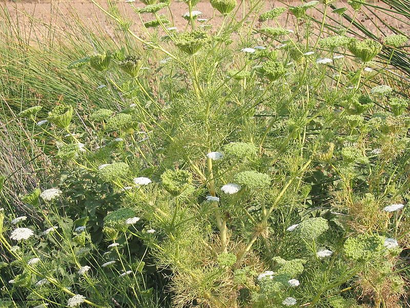 صورة:Ammi visnaga habito.jpg