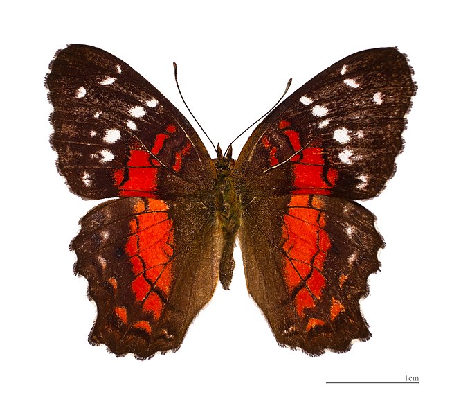 File:Anartia amathea MHNT dos.jpg