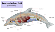 Miniatura per Meló (anatomia dels cetacis)