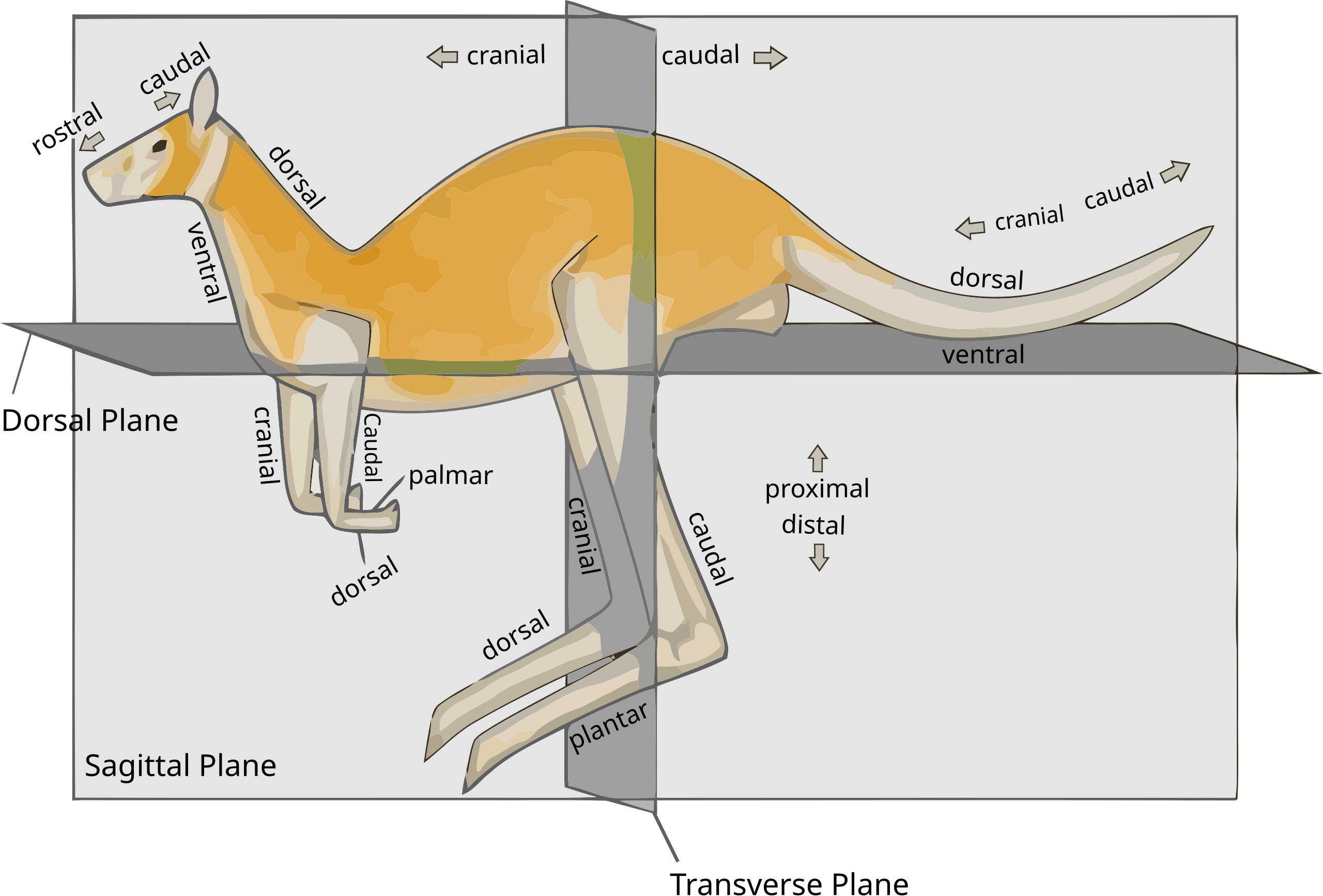 Краниальный это. Строение кенгуру. Стороны в анатомии животных. Скелет кенгуру строение. Строение сумчатых.