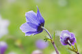 Poppy anemones (Anemone coronaria). Çukurova University Campus, Adana, Turkey.