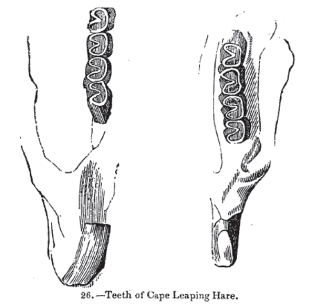 Tập_tin:Animaldentition_lepuscapensis.png