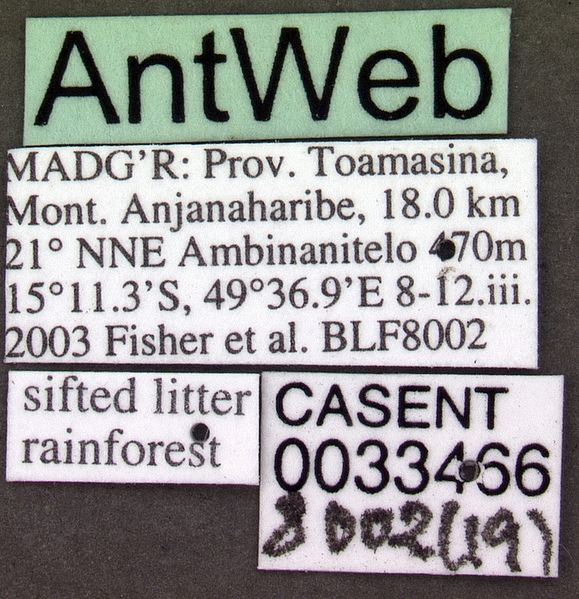 File:Anochetus grandidieri casent0033466 label 1.jpg