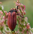 Anostirus purpureus