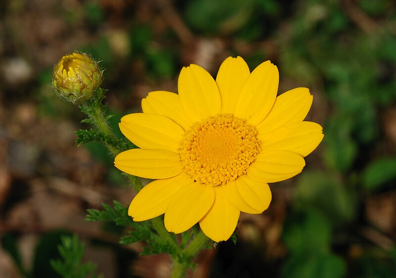 File:Anthemis May 2008-1.jpg