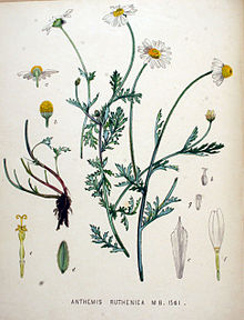 Anthemis ruthenica — Flora Batava — Volume v20.jpg