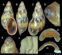 Anthinus multicolor, shell and some anatomical structures, sample MZSP 152925