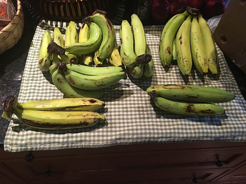 Heirloom Organic Banana Tree Seeds Perfect for indoor gardens above gr –  theseedvault