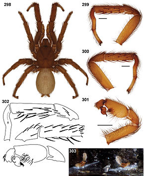 Az Aptostichus fornax anatomy.jpg kép leírása.