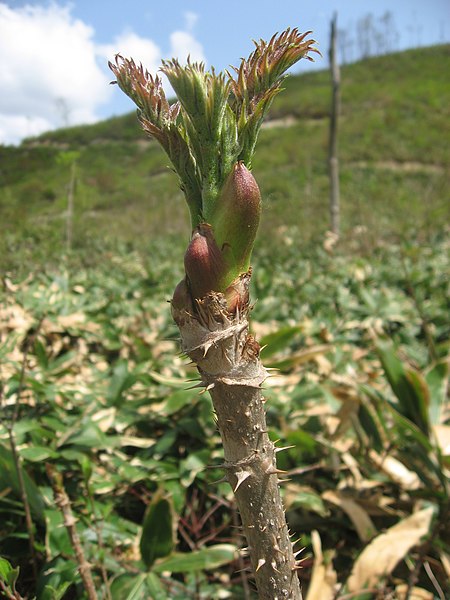 File:Aralia elata 20080504.JPG