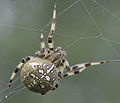 Araneus quadratus