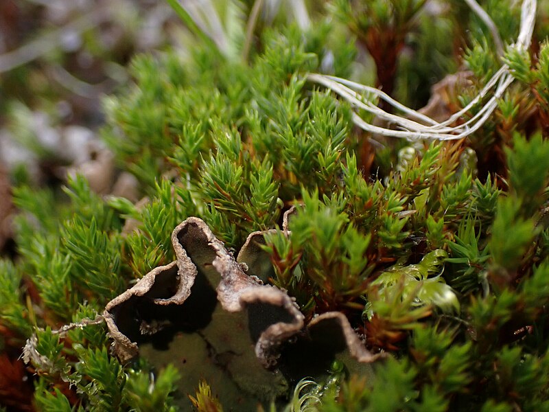 File:Arctic Haircap Moss iNaturalist.jpg