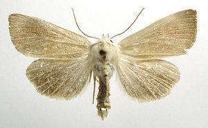 Arenostola phragmitidis.jpg