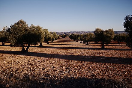 Olive tree orchards in Arganda del Rey