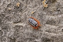 Armadillidium klugii.jpg