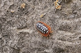 Armadillidium klugii