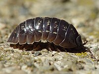 A small dark grey isopod viewed side-on, standing on a flat, rocky surface.