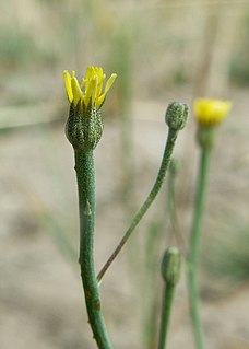 Arnoseris Genus of plants