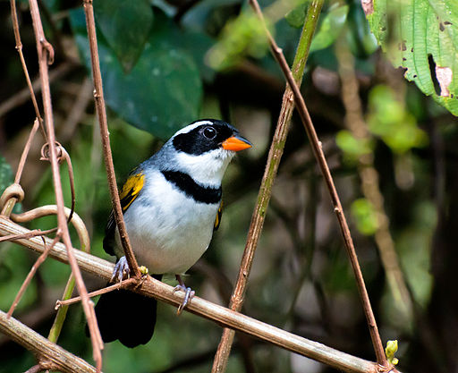 Arremon flavirostris -Piraju, Sao Paulo, Brazil-8