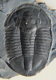 Trilobit, hier Fundort USA