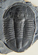 Fossil of the Cambrian trilobite Asaphiscus Asaphiscus wheeleri grey CRF.jpeg