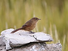 Asthenes wyatti - Streak-quvvatlangan Canastero; Junin ko'li, Peru (qisqartirilgan) .jpg