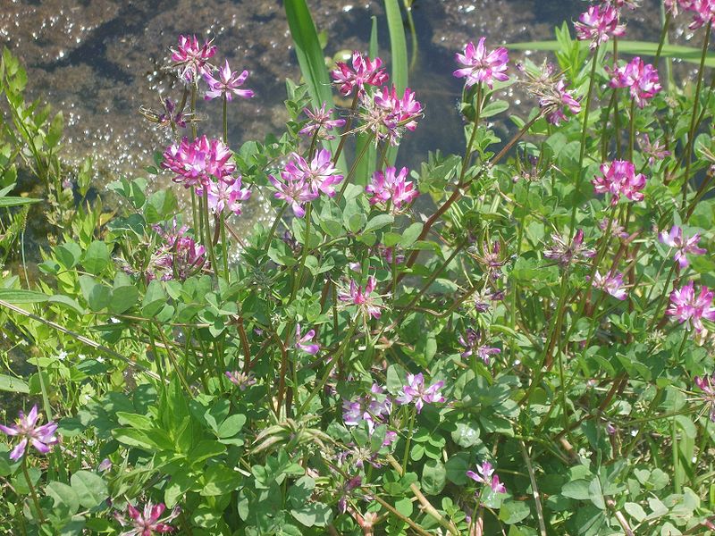 File:Astragalus sinicus 3.JPG