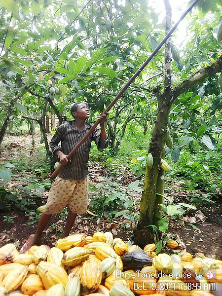 File:Ateh Eldeno harvesting coacoa.jpg