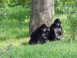 Bichos da mata/Macaco Uacari-branco - Wikilivros