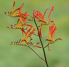 Тетя Элиза (Crocosmia paniculata) красные цветы (46724994502) .jpg