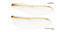 Austrophlebia subcostalis female wings (34208995734).jpg
