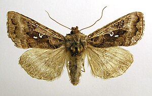 Autographa pulchrina1.jpg