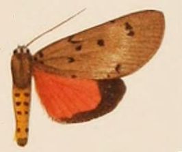 Axiopoeniella laymerisa