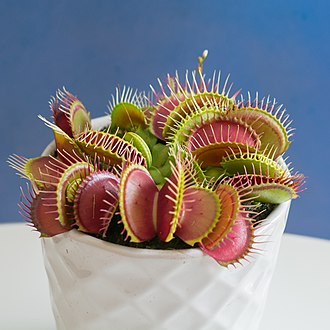 'B52' produces some of the largest traps of any cultivar B52-venus-flytrap.jpg